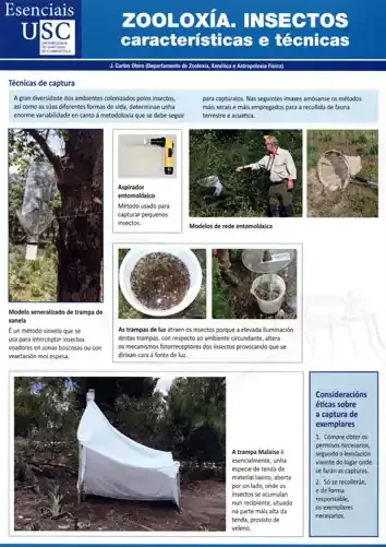 Zooloxia insectos